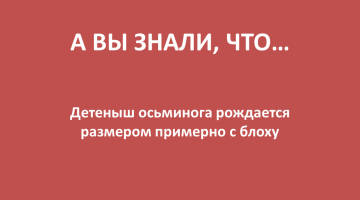 Как его находят родители?