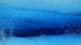 На дне Балтийского моря обнаружен древний лес