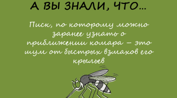Чем пищит комар?
