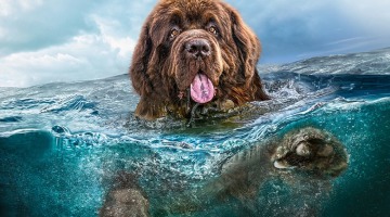 Дата-центры ушли под воду