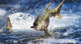 За последние годы вымерло 90% обитателей пресноводных водоёмов Земли