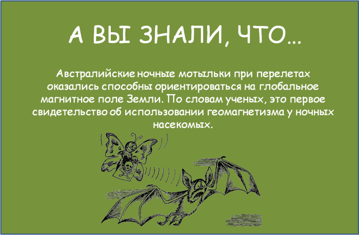 Что мы не знали о мотыльках?
