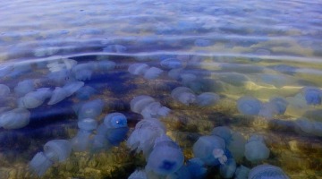 Азовское море посерело из-за нашествия медуз
