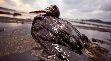 Графит очистит моря от нефти